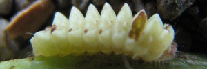 Larvae